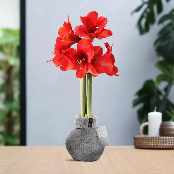 No Water Flowers® (wax amaryllis) | Fashionz Cozy Fluffy - Grey + Red flower  BotanicBridge