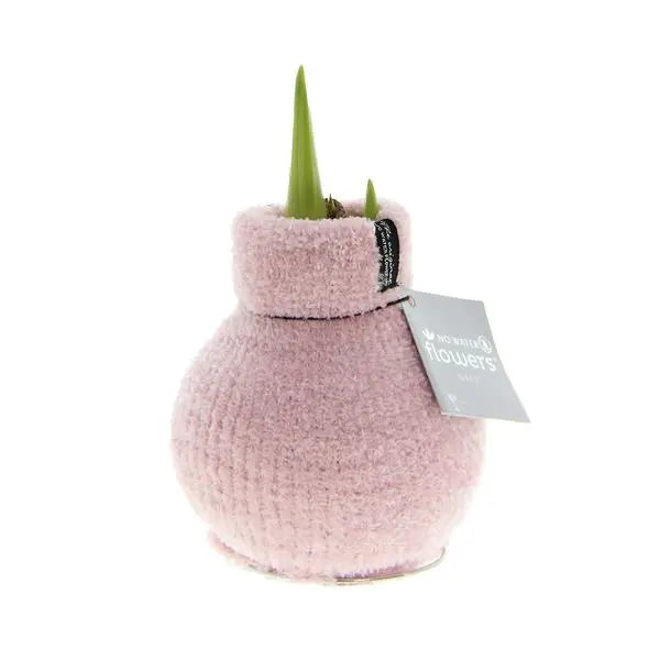 No Water Flowers® (wax amaryllis) | Fashionz Cozy Fluffy - Pink + Red flower  BotanicBridge