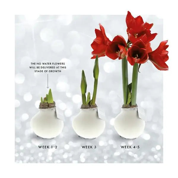 No Water Flowers® (wax amaryllis) | Fashionz Cozy Teddy - Brown+ Red flower  BotanicBridge