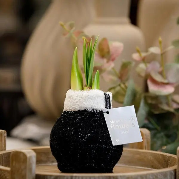 No Water Flowers® (wax amaryllis) | Fashionz Cozy Wooly - Black + Red flower  BotanicBridge