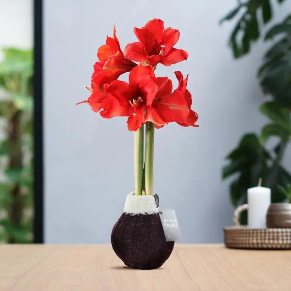 No Water Flowers® (wax amaryllis) | Fashionz Cozy Wooly - Bordeaux + Red flower  BotanicBridge