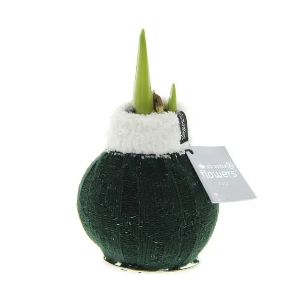 No Water Flowers® (wax amaryllis) | Fashionz Cozy Wooly - Green + Red flower  BotanicBridge