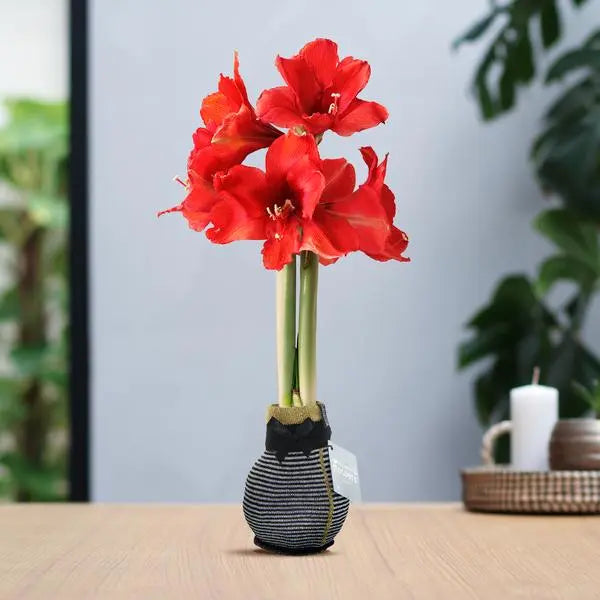 No Water Flowers® (wax amaryllis) | Fashionz Elegant - Silver + Red flower  BotanicBridge