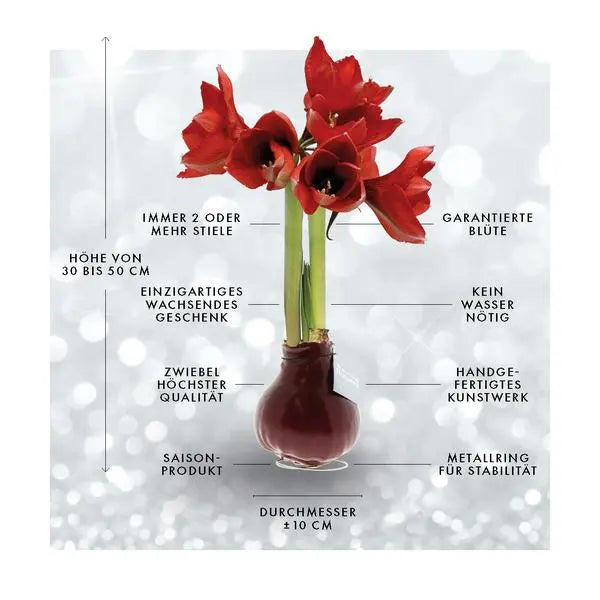 No Water Flowers® (wax amaryllis) | Fashionz Halloween - Black + Red flower  BotanicBridge