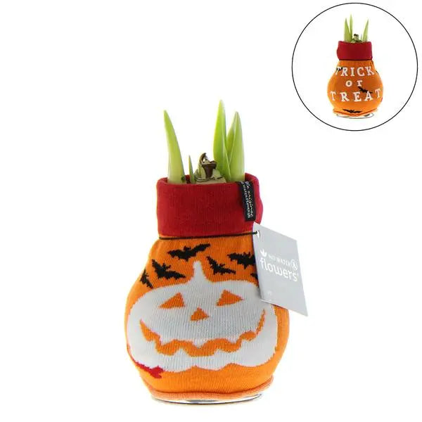 No Water Flowers® (wax amaryllis) | Fashionz Halloween - Orange + Red flower  BotanicBridge