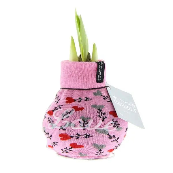 No Water Flowers® (wax amaryllis) | Fashionz Love - Pink + Red flower  BotanicBridge