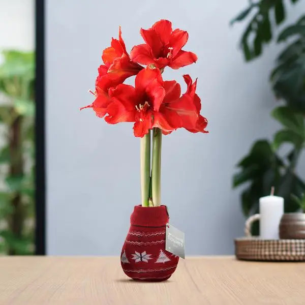 No Water Flowers® (wax amaryllis) | Fashionz Nordic - Red + Red flower  BotanicBridge