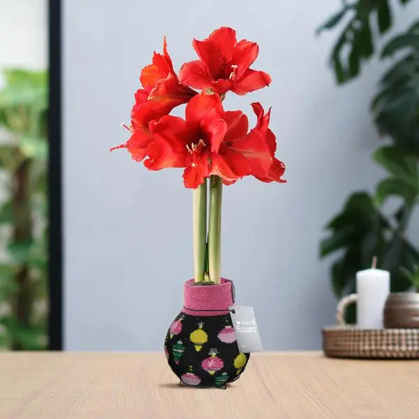 No Water Flowers® (wax amaryllis) | Fashionz Patterns Disco - Black + Red flower  BotanicBridge