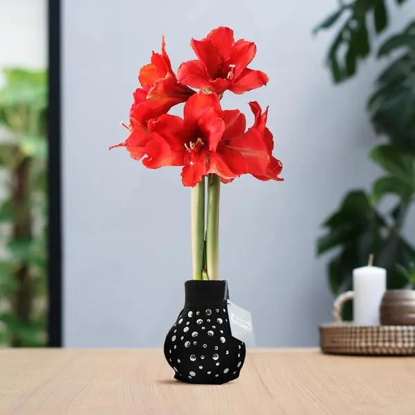 No Water Flowers® (wax amaryllis) | Fashionz Streetlife - Studs + Red flower  BotanicBridge