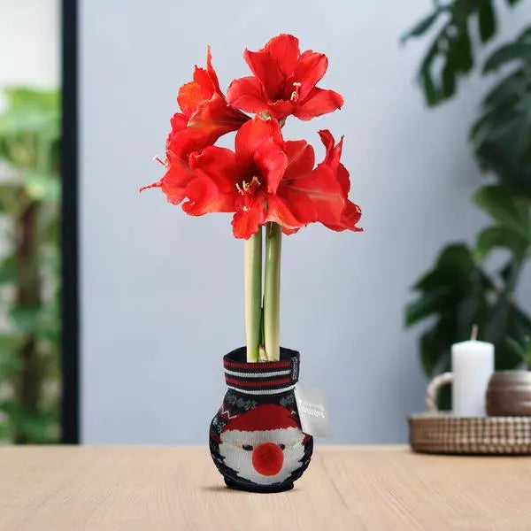 No Water Flowers® (wax amaryllis) | Fashionz Xmas Fun Classic - Santa + Red flower  BotanicBridge