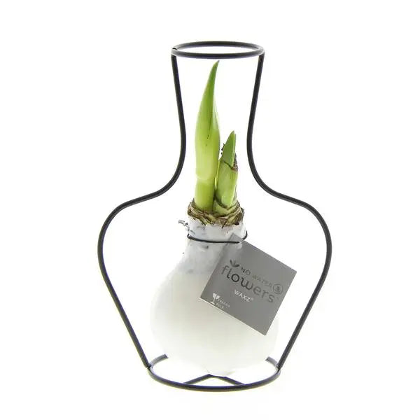 No Water Flowers® (wax amaryllis) | Formz Classic - White + Red flower  BotanicBridge