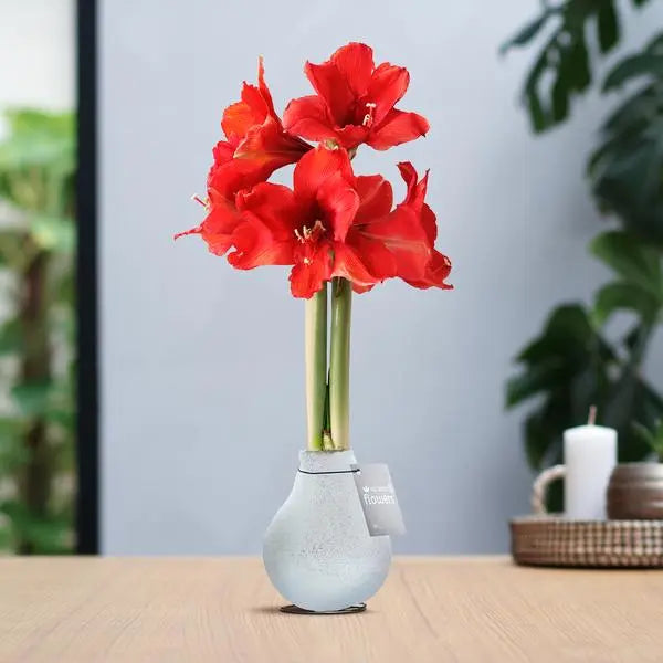 No Water Flowers® (wax amaryllis) | Glitterz® - White + Red flower  BotanicBridge