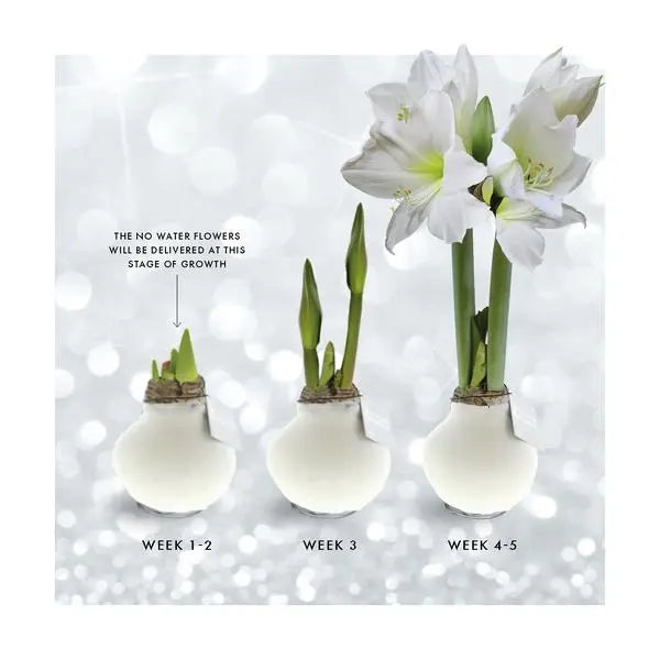 No Water Flowers® (wax amaryllis) | Naturalz Botanical - Fern + White flower  BotanicBridge