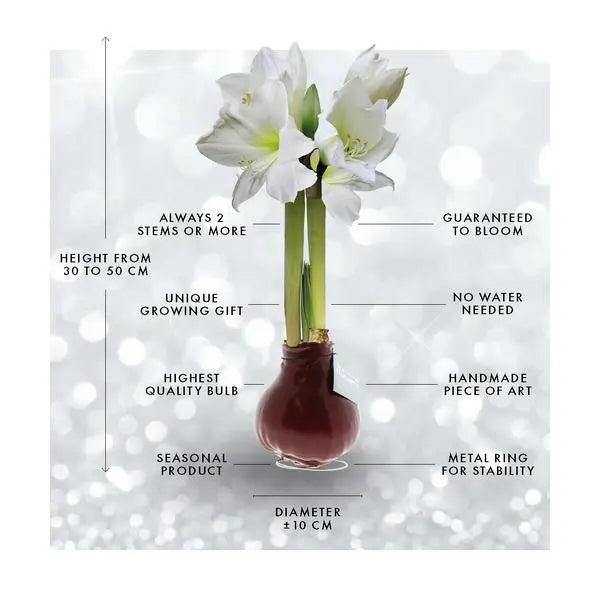 No Water Flowers® (wax amaryllis) | Naturalz Botanical - Fern + White flower  BotanicBridge