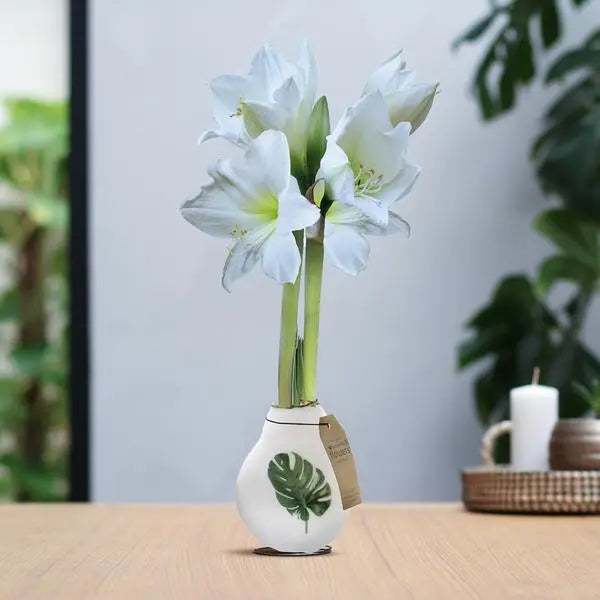 No Water Flowers® (wax amaryllis) | Naturalz Botanical - Monstera + White flower  BotanicBridge