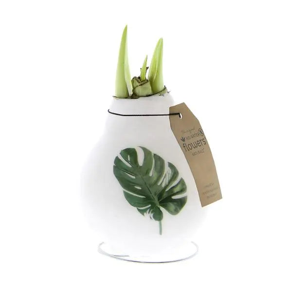 No Water Flowers® (wax amaryllis) | Naturalz Botanical - Monstera + White flower  BotanicBridge