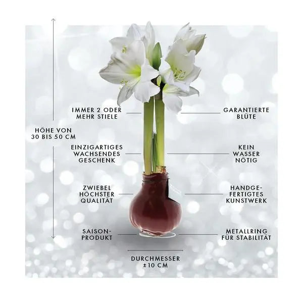 No Water Flowers® (wax amaryllis) | Naturalz Botanical - Palm + White flower  BotanicBridge