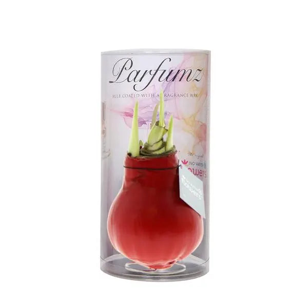 No Water Flowers® (wax amaryllis) | Parfumz - Cherry + Red flower  BotanicBridge