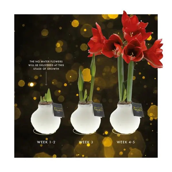 No Water Flowers® (wax amaryllis) | Univerz Saturnus - Aqua + Red flower  BotanicBridge