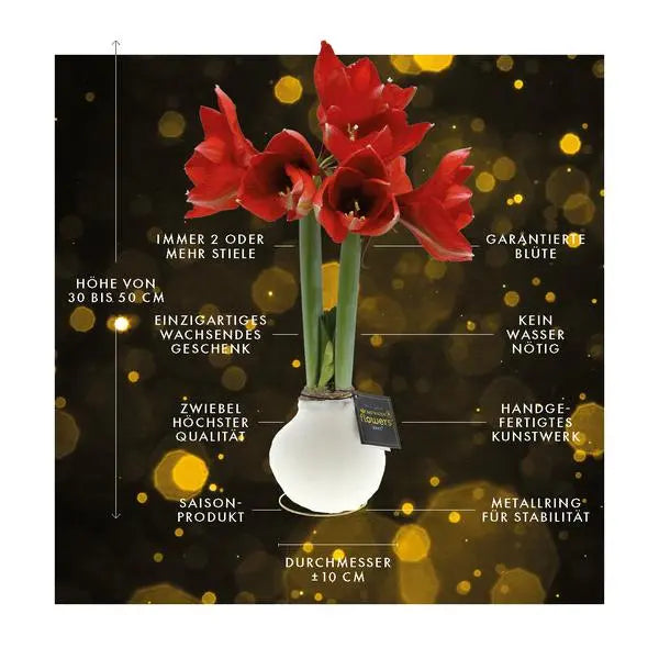 No Water Flowers® (wax amaryllis) | Univerz Saturnus - Green + Red flower  BotanicBridge