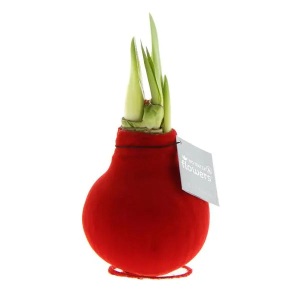 No Water Flowers® (wax amaryllis) | Velvet Touchz® - Red + Red flower  BotanicBridge