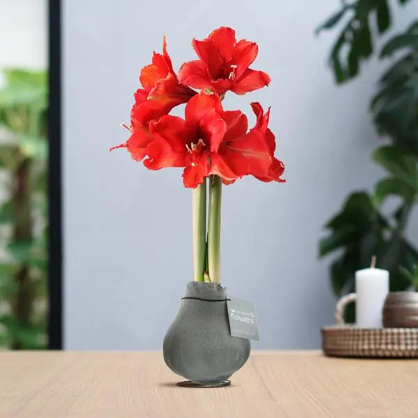 No Water Flowers® (wax amaryllis) | Velvet Touchz® - Silver + Red flower  BotanicBridge