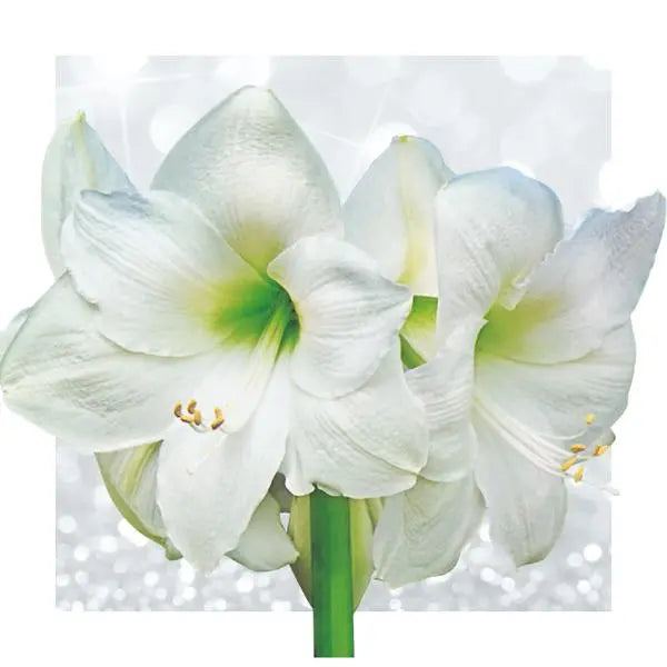 No Water Flowers® (wax amaryllis) | Velvet Touchz® - White + White flower  BotanicBridge