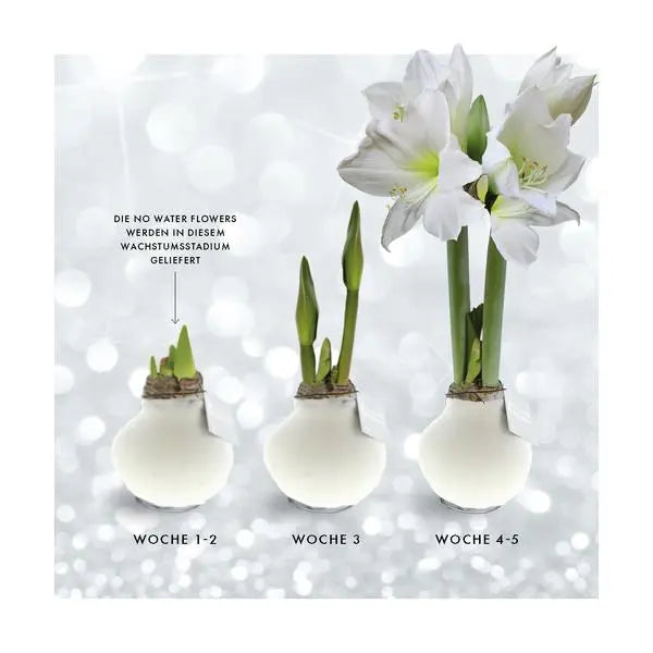 No Water Flowers® (wax amaryllis) | Velvet Touchz® - White + White flower  BotanicBridge