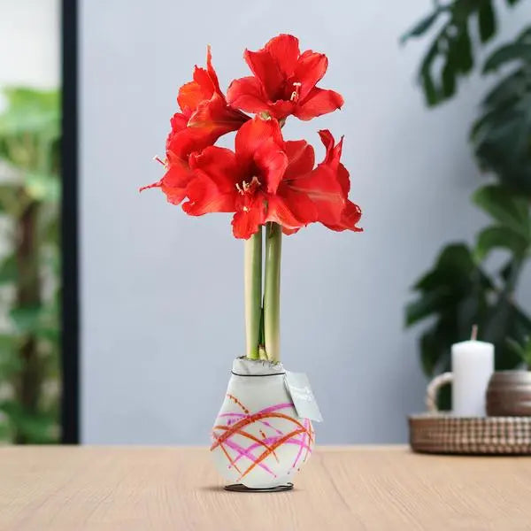 No Water Flowers® (wax amaryllis) | Waxz® Art Karel Appel - Orange + Red flower  BotanicBridge