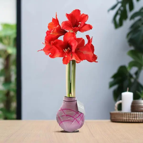 No Water Flowers® (wax amaryllis) | Waxz® Art Monet - Pastel Pink + Red flower  BotanicBridge