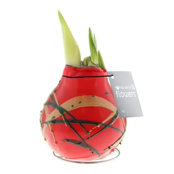 No Water Flowers® (wax amaryllis) | Waxz® Art Munch - Red + Red flower  BotanicBridge