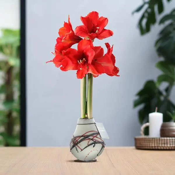 No Water Flowers® (wax amaryllis) | Waxz® Art van Gogh - White + Red flower  BotanicBridge