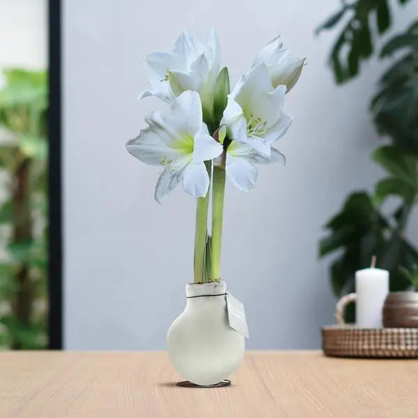 No Water Flowers® (wax amaryllis) | Waxz® Colours - White + White flower  BotanicBridge