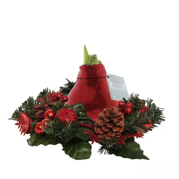 No Water Flowers® (wax amaryllis) | Wreath Christmas - Red + Red flower  BotanicBridge