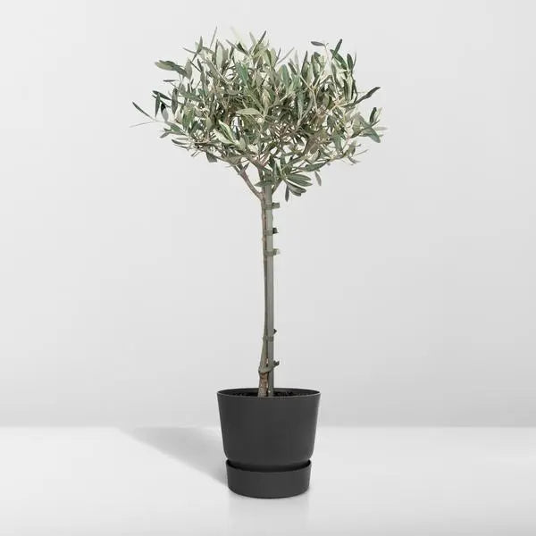 Olea - Ø19cm - ↕90cm  BotanicBridge