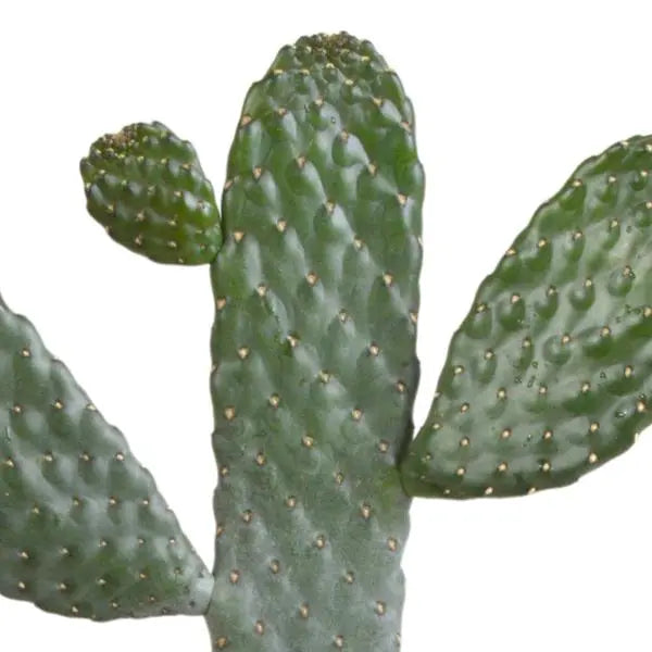 Opuntia consulea - 17cm - zonder pot  BotanicBridge