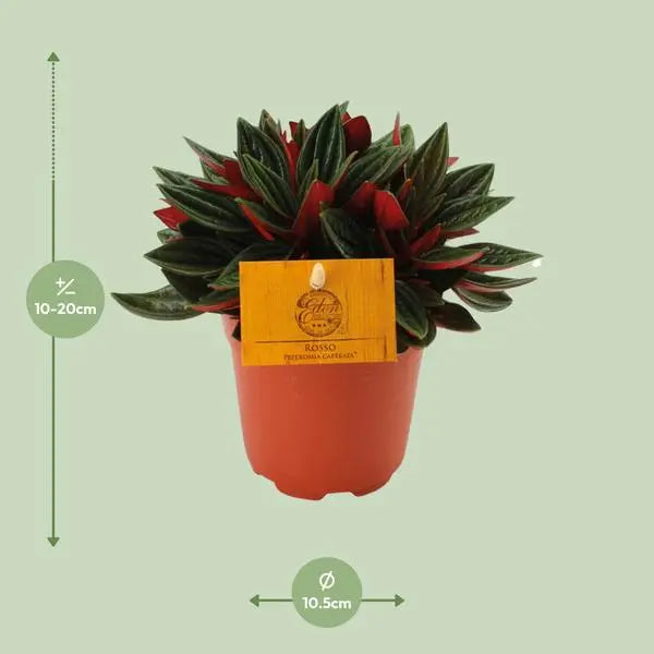 Peperomia Caperata Rosso - Ø11cm - ↕15cm  BotanicBridge