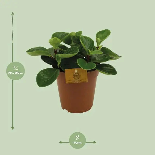 Peperomia Red Canyon - Ø15cm - ↕25cm  BotanicBridge