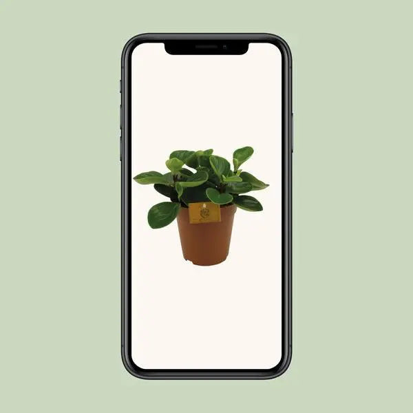 Peperomia Red Canyon - Ø15cm - ↕25cm  BotanicBridge