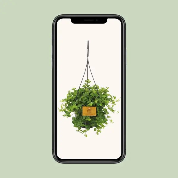 Peperomia Rotundifolia - Ø15cm - ↕25cm  BotanicBridge