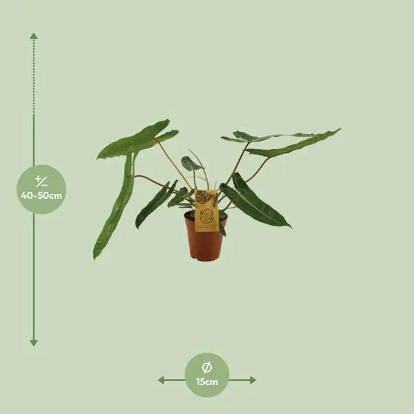 Philodendron Billetiae - Ø15cm - ↕50cm  BotanicBridge