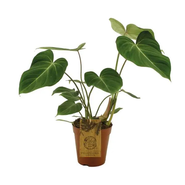 Philodendron Gloriosum - Ø15cm - ↕40cm  BotanicBridge