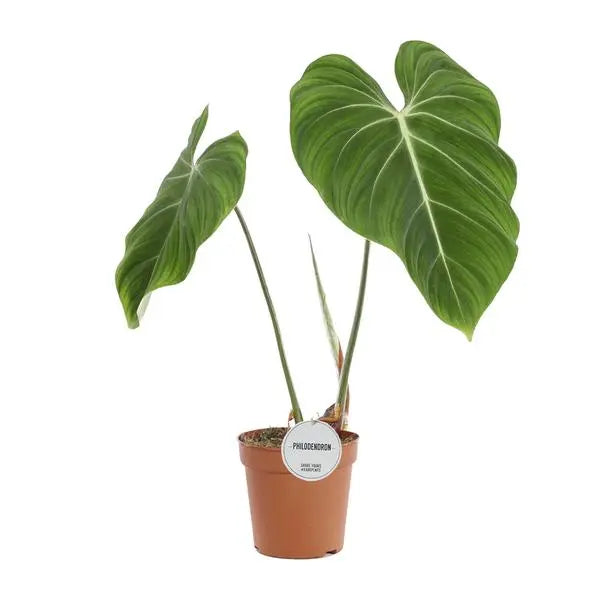 Philodendron Gloriosum - Ø15cm - ↕45cm  BotanicBridge