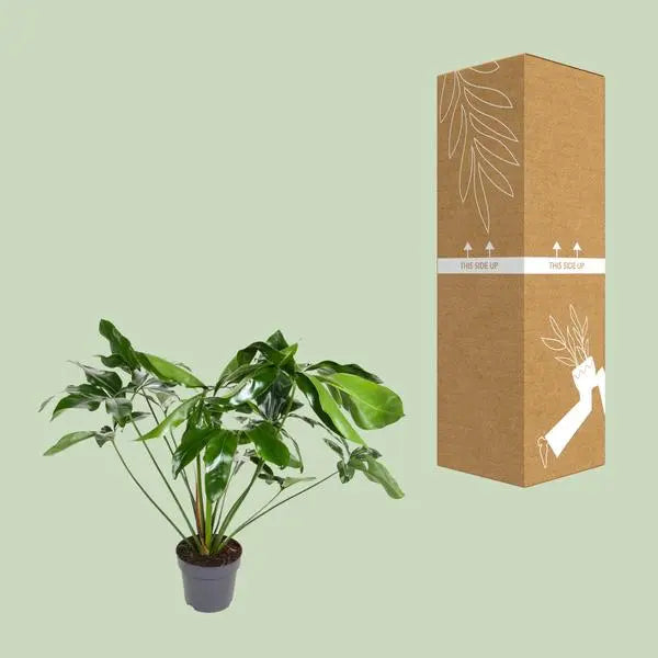 Philodendron Green Wonder - Ø24cm - ↕100cm  BotanicBridge