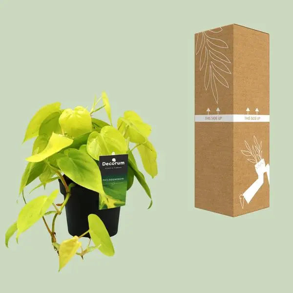 Philodendron Lime - Ø12cm - ↕20cm  BotanicBridge