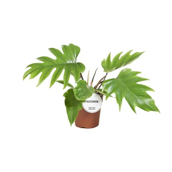 Philodendron Mayoi - Ø15cm - ↕35cm  BotanicBridge