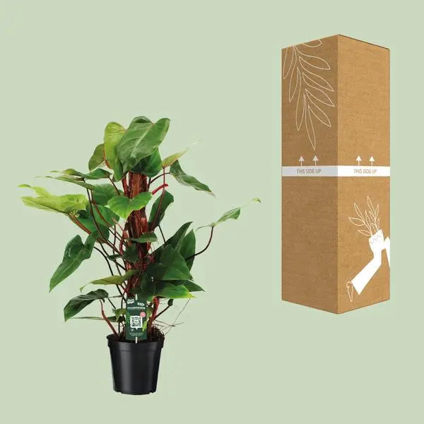 Philodendron Red Emerald - Ø19cm - ↕80cm  BotanicBridge