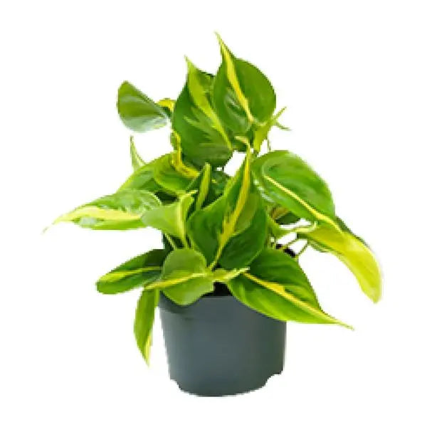 Philodendron Scandens Brasil - Ø12cm - ↕15cm  BotanicBridge