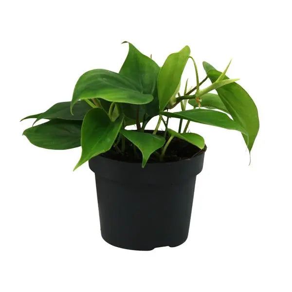 Philodendron Scandens - Ø12cm - ↕20cm  BotanicBridge