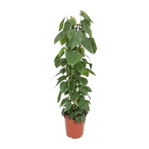 Philodendron Scandens - Ø24cm - ↕120cm  BotanicBridge